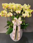 서양난 옐로우