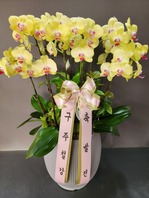 서양난 옐로우